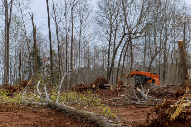 Tree and Shrub Care